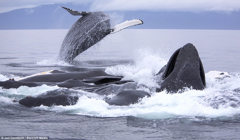 Гренландский кит Аляска. Ancient Whales could walk. Whale Workshop for Kids. Аляска кит