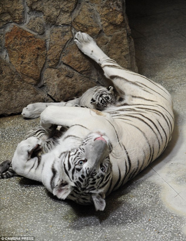 Мужчина рожденный тигр. Бенгальский белый тигр ЕКБ зоопарк. Белый тигр в екатеринбургском зоопарке.