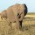 Elephants Communicate in Sophisticated Sign Language, Researchers Say