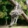 Bicho-preguiça arrisca a vida para atrair mariposas para sua pelagem | Curiosidade animal